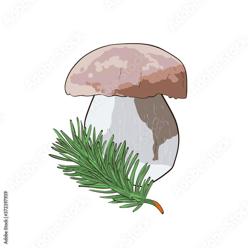 Vector boletus Forest mushroom and spruce twig