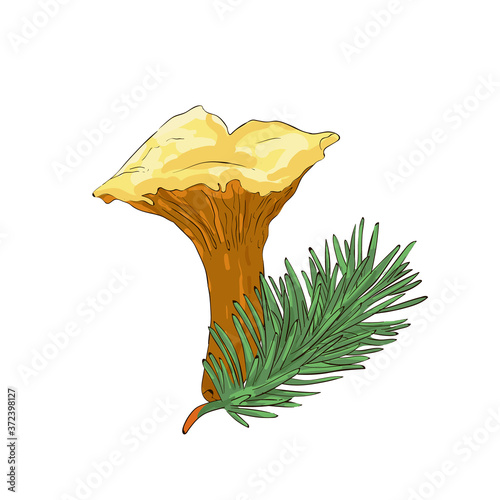 Vector Chanterelle Forest Mushroom and spruce twig