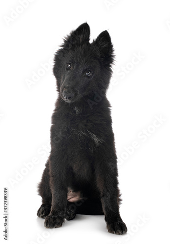ppuppy Groenendael dog photo