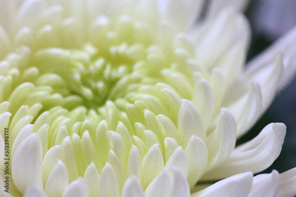 Fototapeta premium close up of white chrysanthemum flower