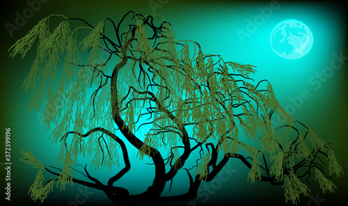 weeping willow on dark night background