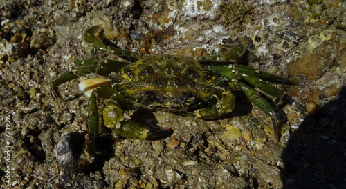 Crabe vert 