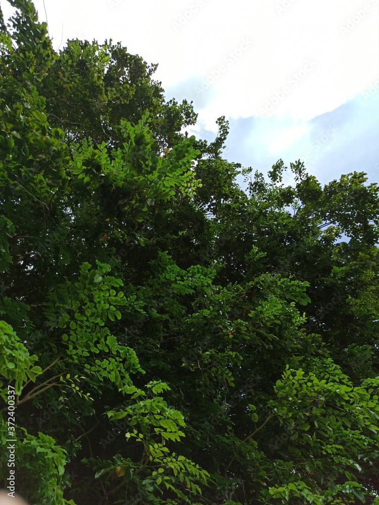 Fototapeta premium view of tree foliage on a clear day