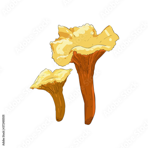 Chanterelles Mushroom Vector art Isolated on White