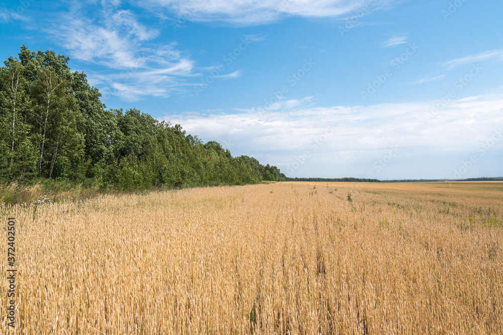 yellow field and blue sky