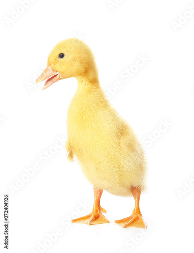 Cute duckling on white background