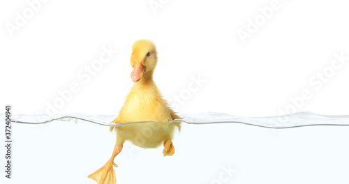 Cute duckling swimming in water on white background