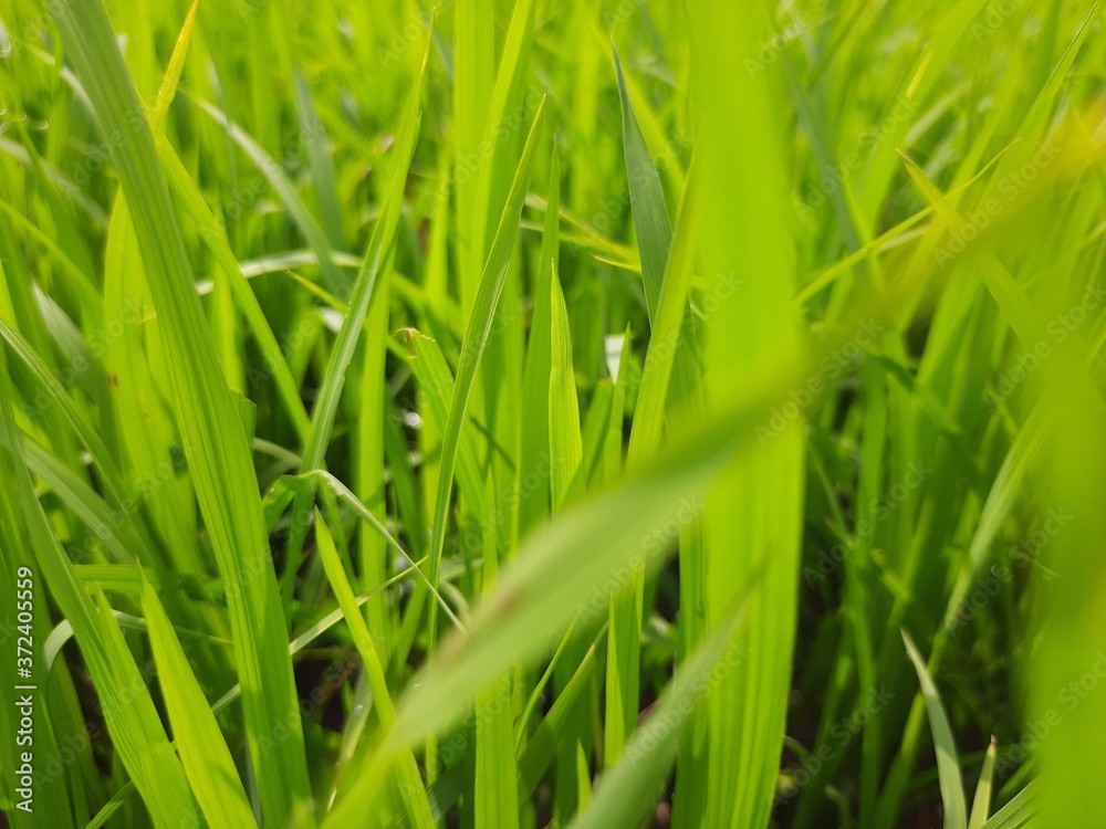 fresh green grass, beautiful green rice field in India. Green grass landscape. Green paddy field in India. fresh green grass, beautiful green rice field in India. Green grass landscape. Green paddy field in India.