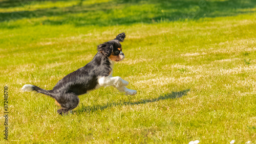 Fototapeta Naklejka Na Ścianę i Meble -   a cute puppy running on the lawn