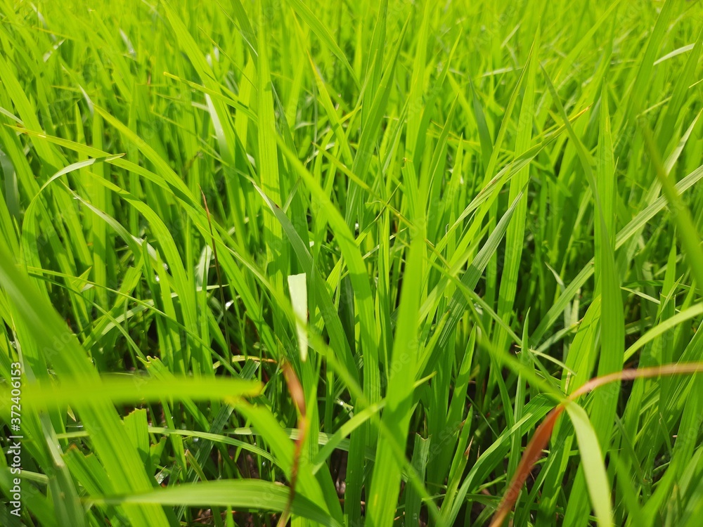 green grass in the wind, beautiful green rice field in India. Green grass landscape. Green paddy field in India. green grass in the wind, beautiful green rice field in India. Green grass landscape. Green paddy field in India.
