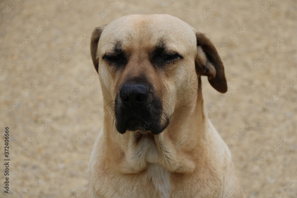 Large dog close-up sits with eyes closed.