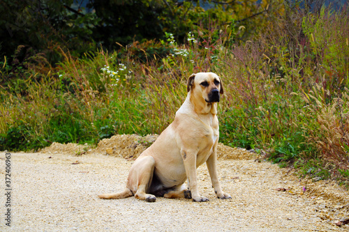 An adult dog labrador retriever is sitting on the road.