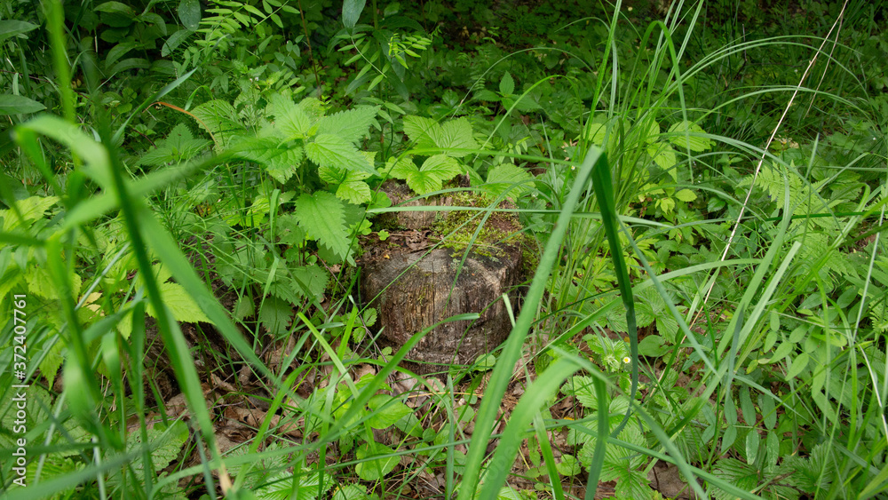 Old tree stump in the grass in the forest