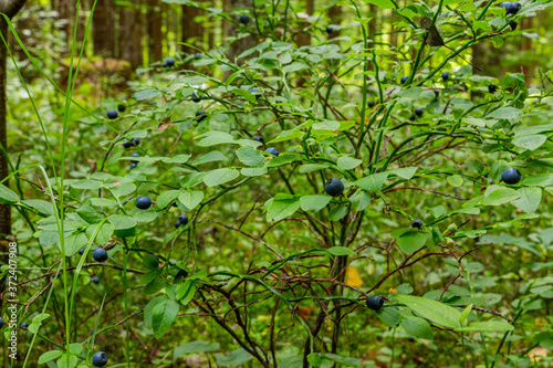 Blueberry bushes covered with berries