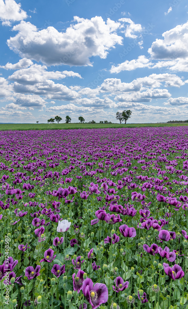 violet poppy flower field with one light, white clouds on blue s