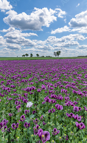 violet poppy flower field with one light, white clouds on blue s