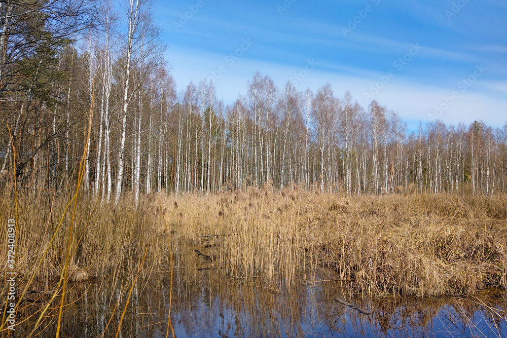 Wetland at the edge of the forest. Wetland at the edge of the forest.