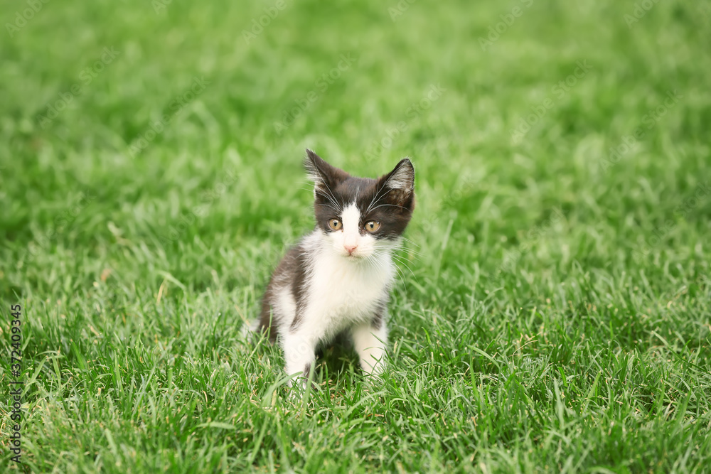 Cute funny kitten on green grass outdoors