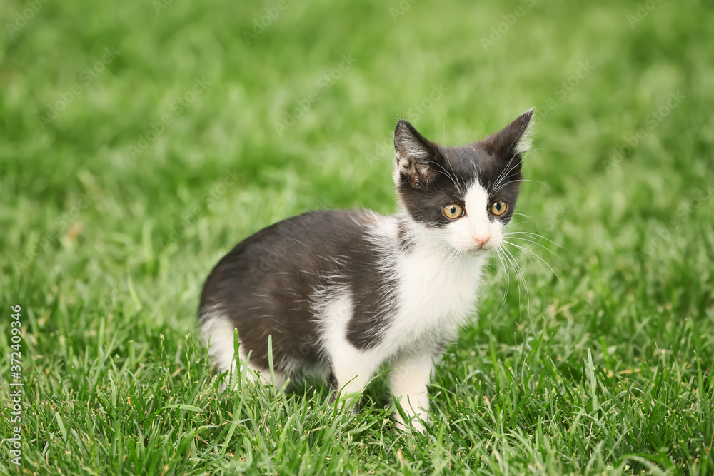 Cute funny kitten on green grass outdoors