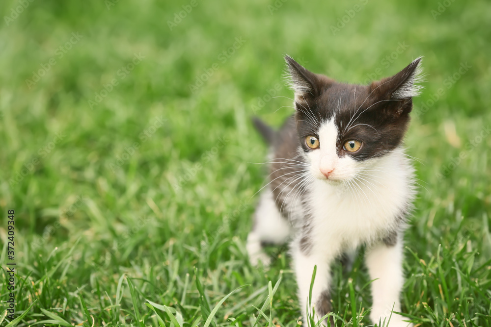 Cute funny kitten on green grass outdoors Cute funny kitten on green grass outdoors