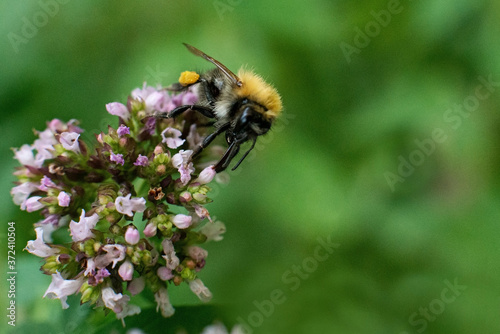 The bee collects pollen for honey from the Oregano plant. © Irina