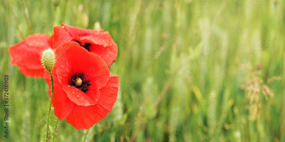 Obraz premium Bright red wild poppies growing in field of green unripe wheat - wet flower left and space for text right side