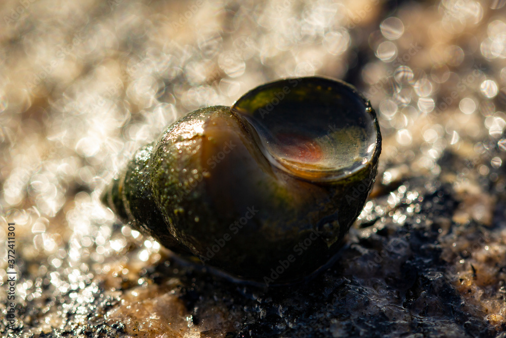 snail macro snail macro