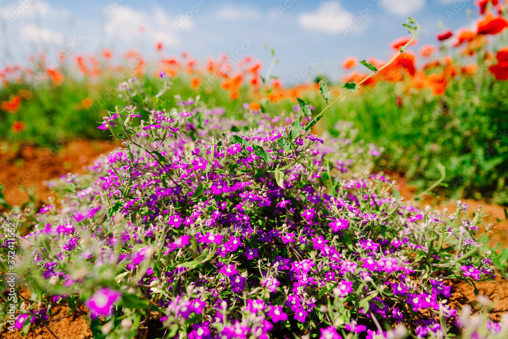 Obraz premium blooming purple violet flower close up in field