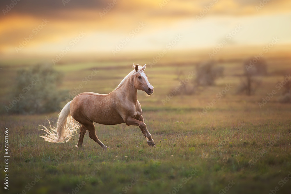 Obraz premium horse in the field