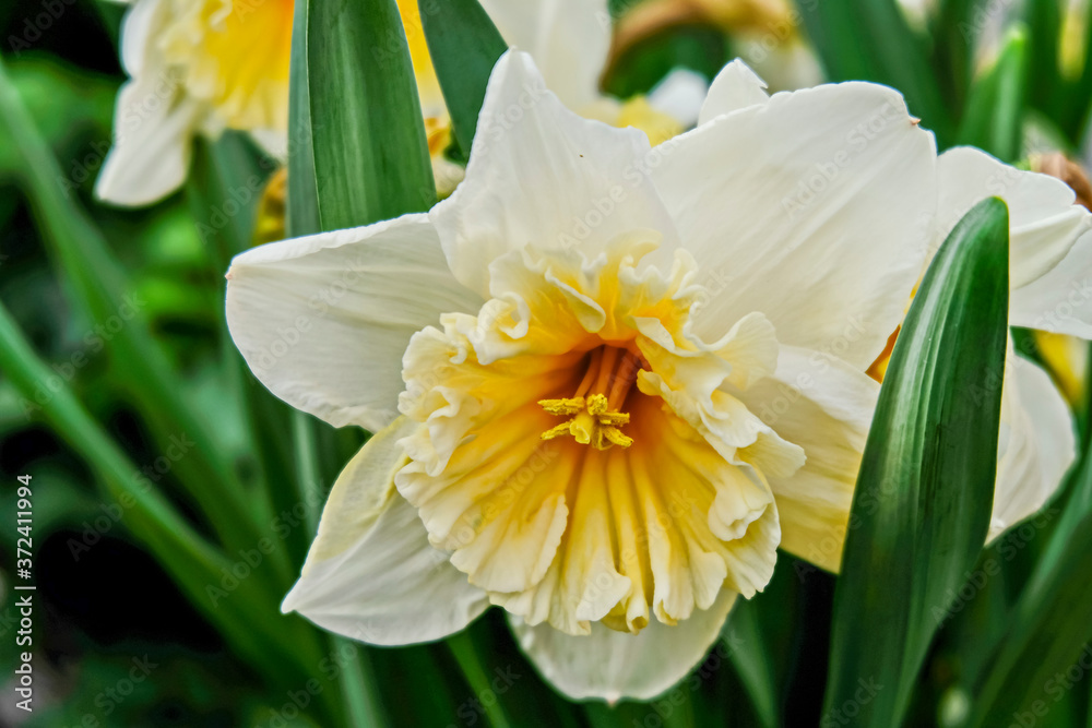Fototapeta premium White daffodils are fragrant first spring flowers. Narcissus-decoration of spring parks and squares. Used in landscape design. Close up.