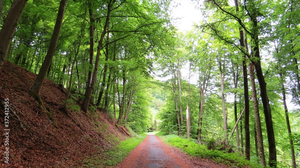 Fototapeta premium Im Wald - wandern