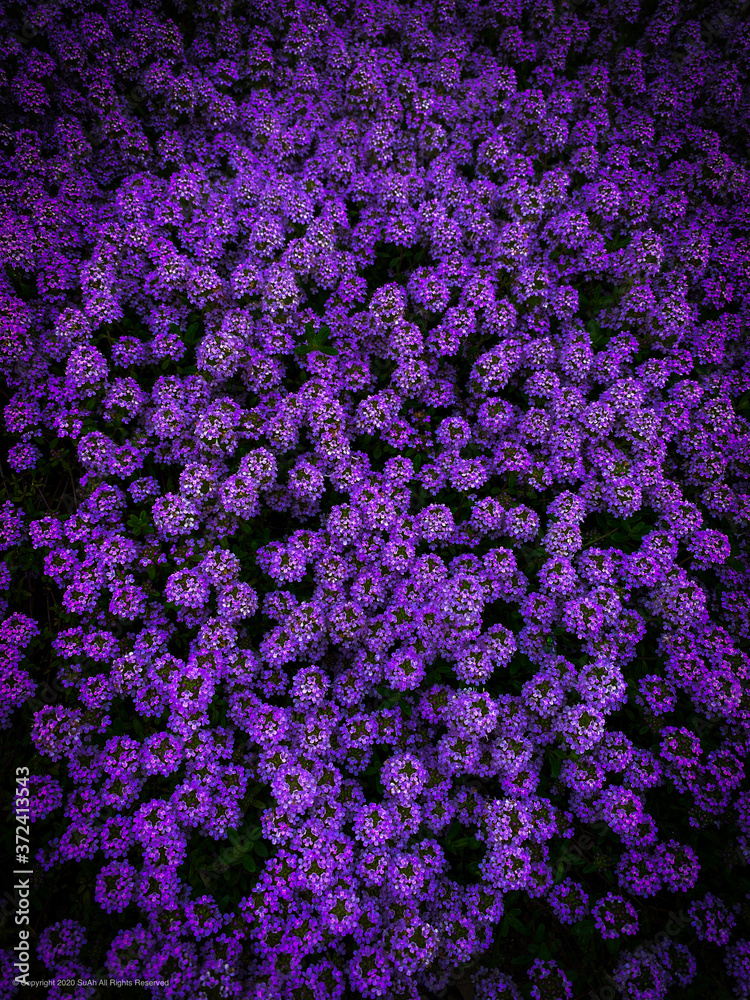Obraz premium purple flower background