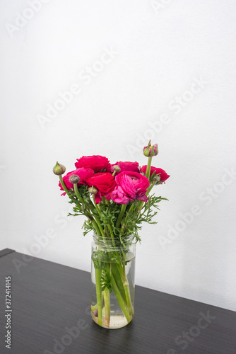 Vertical closeup of bright pink ranunculus flowers in glass jar on dark brown shelf against white wall  selective focus 