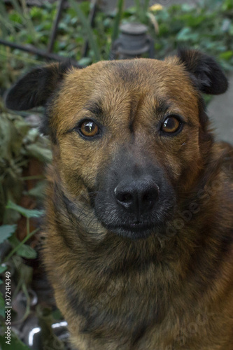 Homeless dog. Dog breed. Helping homeless animals. Wildlife protection. Faithful friend of man. Gullible puppy. Dog face closeup. Sad dog. Not aggressive mongrel.