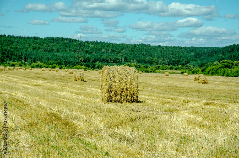 haystacks in the field