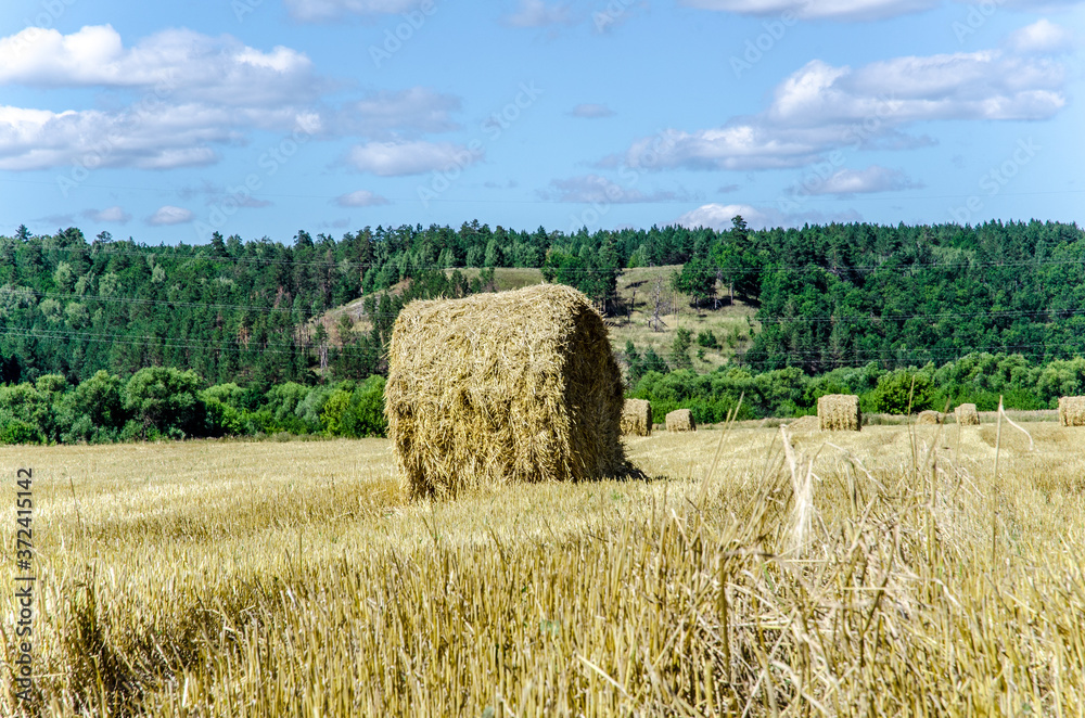 Fototapeta premium haystack in a field in august