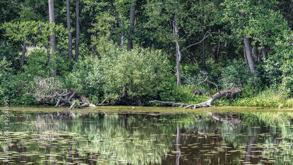 Swampy shore of a forest lake Swampy shore of a forest lake