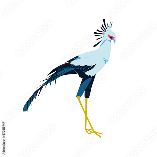 Secretarybird or sagittarius serpentarius exotic bird. Beautiful african bird with black and white plumage cartoon vector illustration isolated on white background
