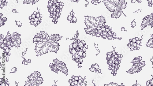 Grape pattern. Vine seamless texture, plants and leaves. Sketch vineyard and wine raw elements vector background. Illustration vine and grape, seamless pattern grapevine