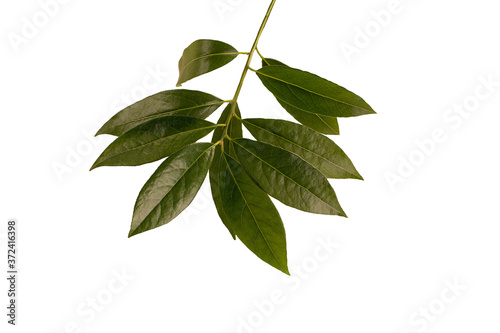 Branch of fresh bay leaves. isolated on white background. Top view.