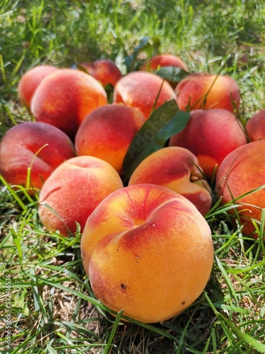 apples in the grass