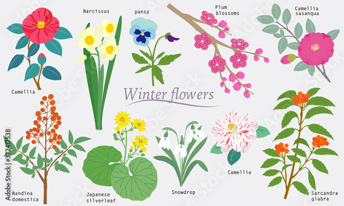 Winter Flowers