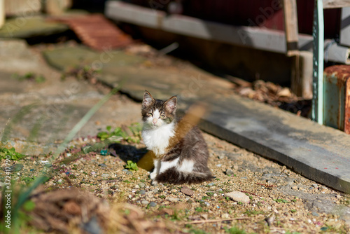 砂の上に立っている子猫が振り向いている