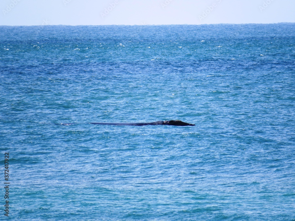 Fototapeta premium Whalewatching