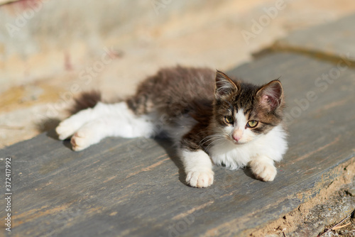 木の板の上でリラックスしている子猫