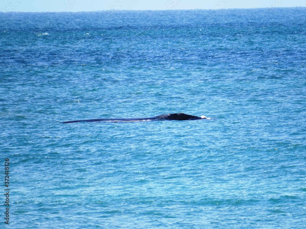 Fototapeta premium Whalewatching