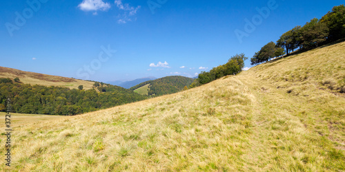 grassy meadow in mountains. beautiful landscape of transcarpathia on a sunny summer day. ridge in the distance. beech trees on the hills. blue sky