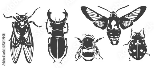 vector drawings of insects. Cicada, stag beetle, bumblebee, night moth, ladybug