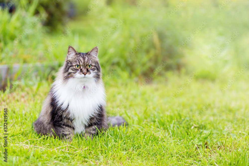 A fluffy striped cat sits on the grass and looks at the camera