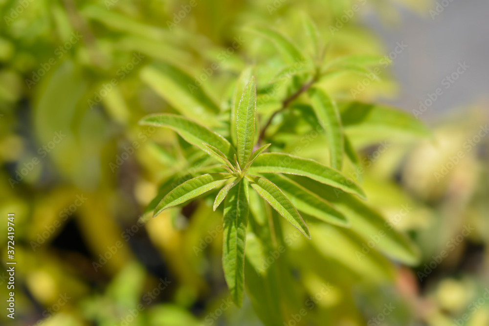 Lemon verbena Lemon verbena